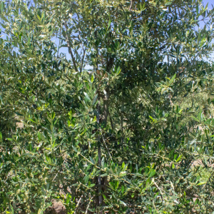 I-22<sup>P</sup> Detalle