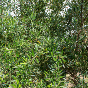 I-31<sup>P</sup> Detalle