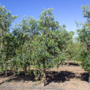I-37<sup>P</sup> Árbol