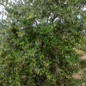 I-15<sup>P</sup> Detalle