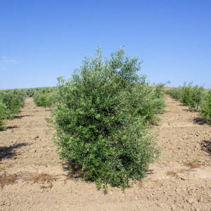 Arbequina Clon I-21<sup>®</sup> Árbol