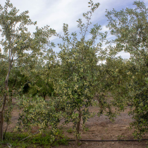 Picudo I-59<sup>®</sup> Árbol