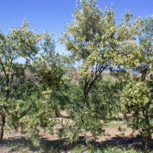 I-39<sup>P</sup> Árbol