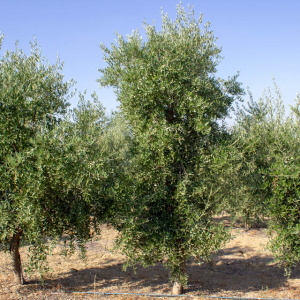 I-37<sup>P</sup> Árbol