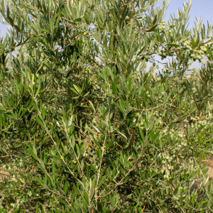 I-29<sup>P</sup> Detalle