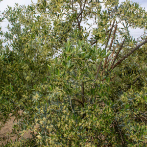 Blanqueta Clon I-55<sup>®</sup> Detalle