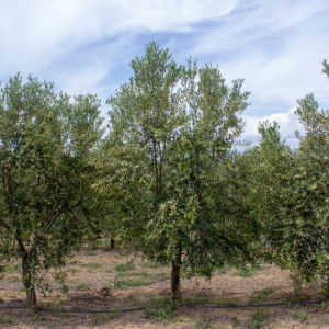 I-10<sup>P</sup> Árbol