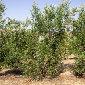 I-39<sup>P</sup> Árbol