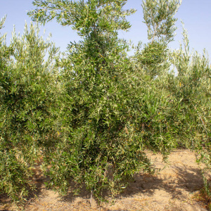 I-51<sup>P</sup> Árbol