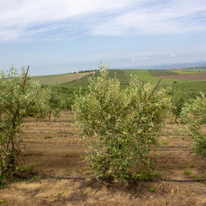 Cornezuelo Jaén I-58<sup>®</sup> Árbol
