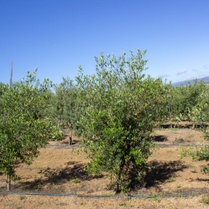 I-16<sup>P</sup> Árbol