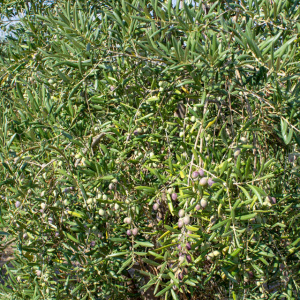 I-54<sup>P</sup> Detalle