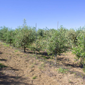 I-16<sup>P</sup> Líneo