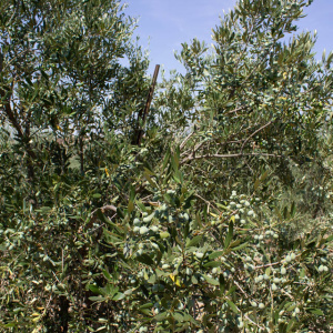 Blanqueta Clon I-55<sup>®</sup> Detalle
