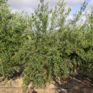 Koroneiki Clon I-38<sup>®</sup> Árbol