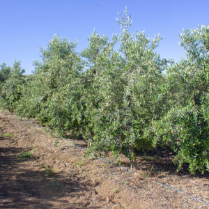 I-29<sup>P</sup> Líneo
