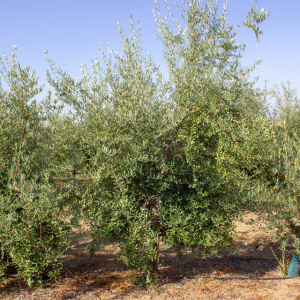 I-48<sup>P</sup> Árbol
