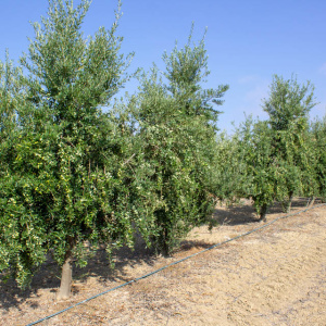 I-14<sup>P</sup> Líneo