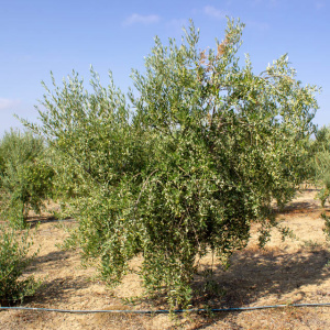 I-16<sup>P</sup> Árbol