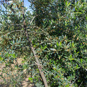 I-14<sup>P</sup> Detalle