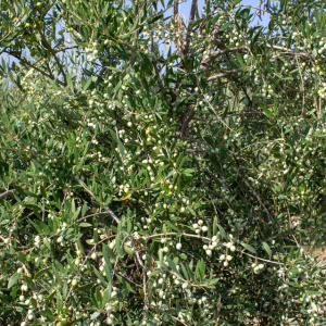 I-16<sup>P</sup> Detalle