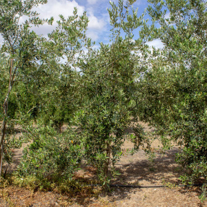 Picudo I-59<sup>®</sup> Árbol