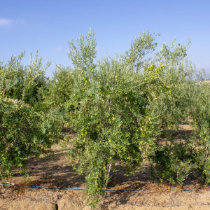I-26<sup>P</sup> Árbol