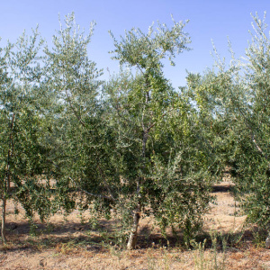 I-35<sup>P</sup> Árbol