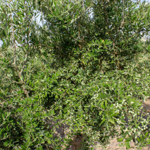 I-15<sup>P</sup> Detalle