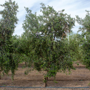 I-37<sup>P</sup> Árbol