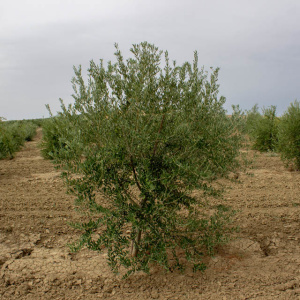 I-27<sup>P</sup> Árbol