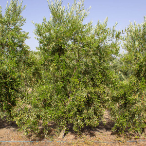 Arbosana Clon I-43<sup>®</sup> Árbol