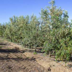 Blanqueta Clon I-55<sup>®</sup> Líneo