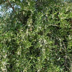 I-19<sup>P</sup> Detalle