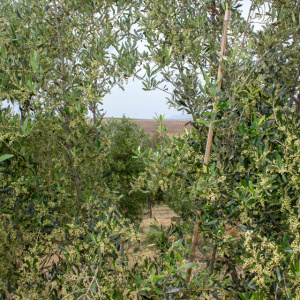 I-39<sup>P</sup> Detalle