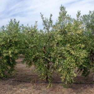 I-32<sup>P</sup> Árbol