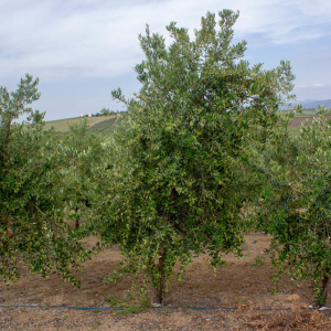I-15<sup>P</sup> Árbol