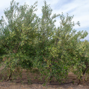 I-45<sup>P</sup> Árbol