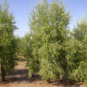 I-24<sup>P</sup> Árbol