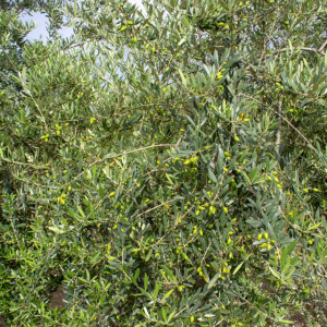 I-28<sup>P</sup> Detalle