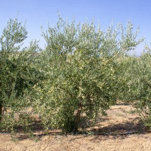 I-10<sup>P</sup> Árbol