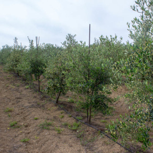 I-16<sup>P</sup> Líneo