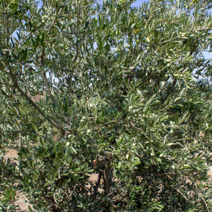 Arróniz Clon I-65<sup>®</sup> Detalle