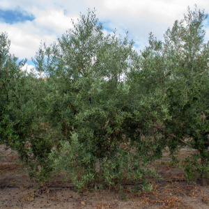I-36<sup>P</sup> Árbol