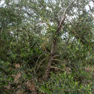 I-27<sup>P</sup> Detalle