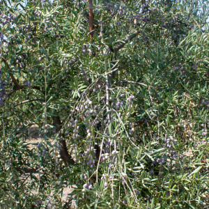 I-46<sup>P</sup> Detalle