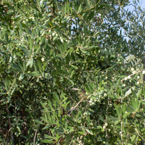 I-37<sup>P</sup> Detalle