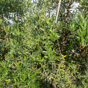 I-30<sup>P</sup> Detalle