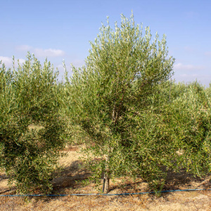 I-47<sup>P</sup> Árbol