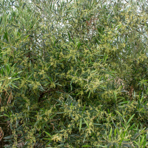I-41<sup>P</sup> Detalle